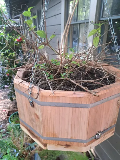 Flowerboxes